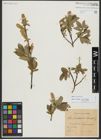 Foto von Salix hastata L.